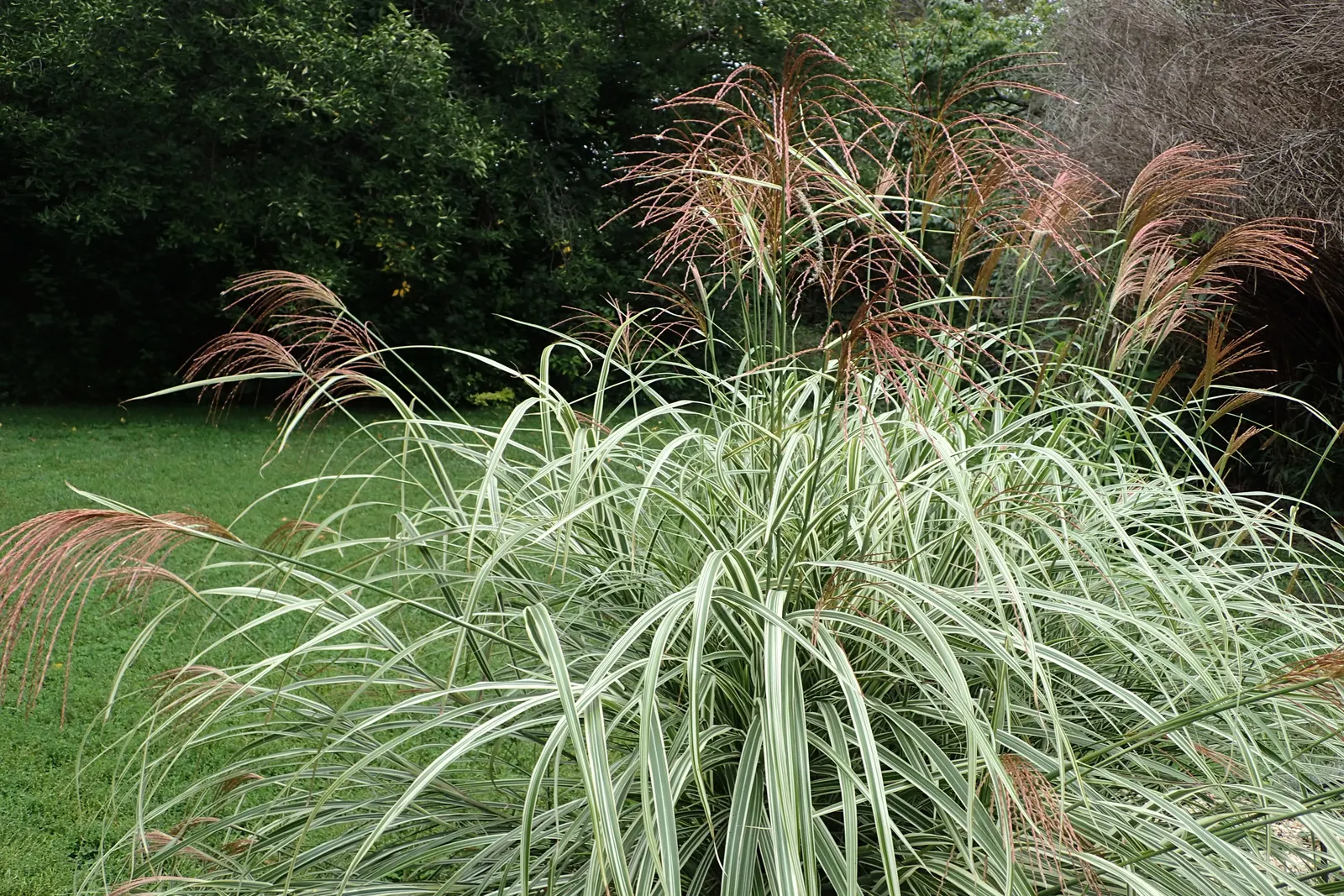 Variegated Japanese Silver Grass (Miscanthus Sinensis 'Variegatus') — In late summer to fall, feathery plumes rise above the foliage, transitioning from pink