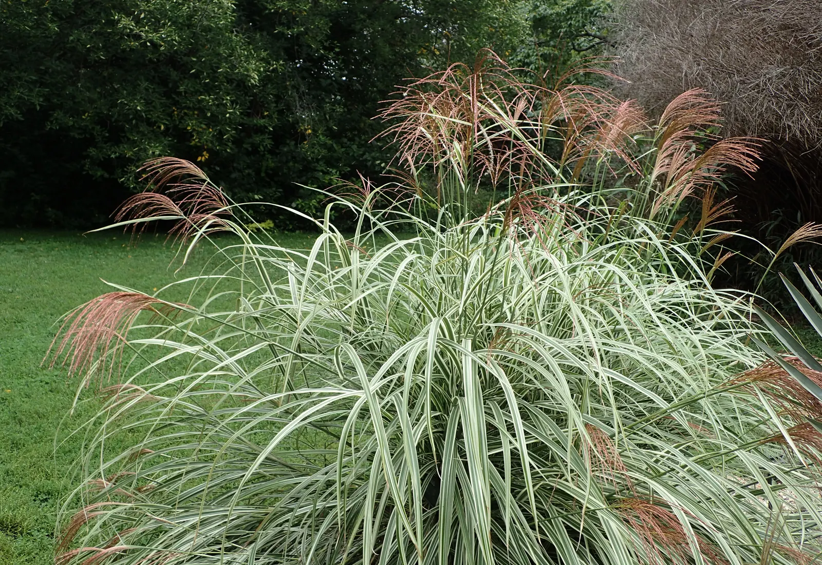 Variegated Japanese Silver Grass (Miscanthus Sinensis 'Variegatus') — It features arching green blades edged with creamy white stripes, creating a luminous