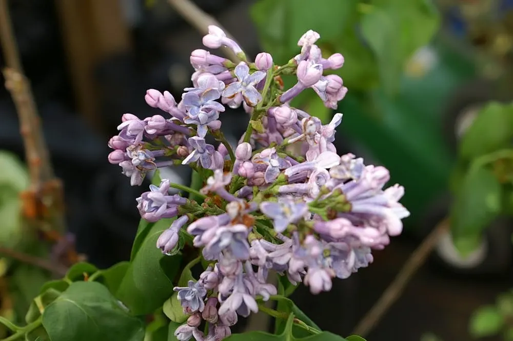 President Grevy Common Lilac (Syringa Vulgaris 'President Grevy') — Ideal for temperate climates