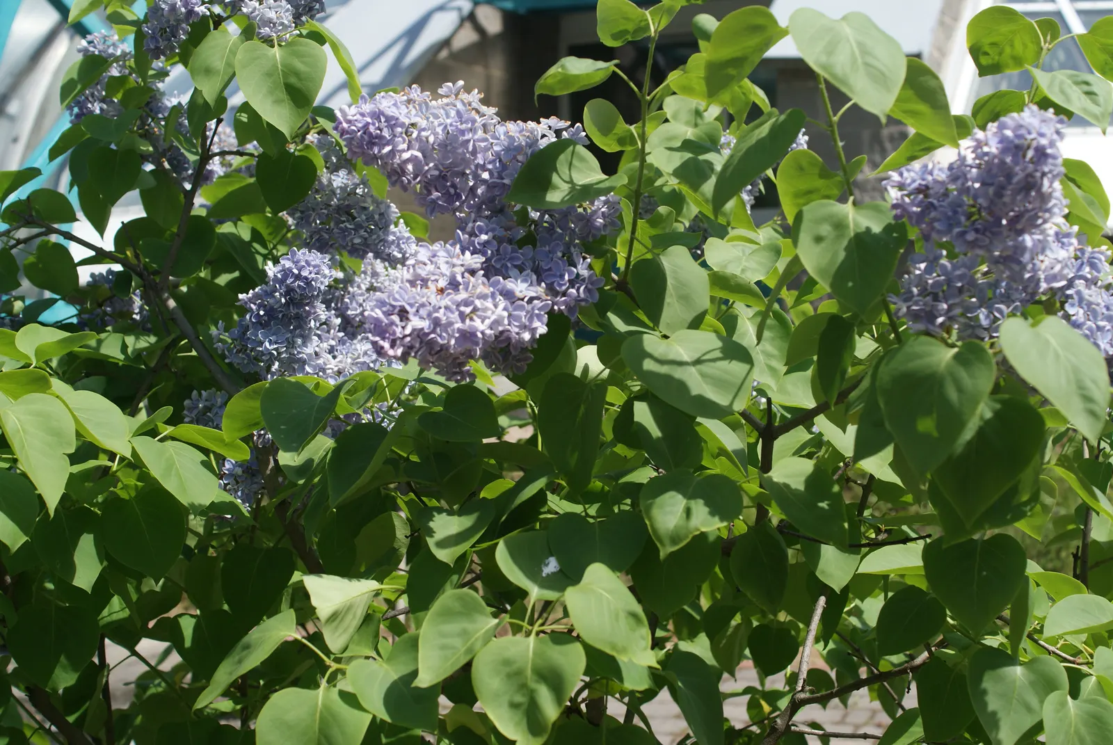 President Grevy Common Lilac (Syringa Vulgaris 'President Grevy') — The President Grevy Lilac (Syringa vulgaris 'President Grevy') is a stunning deciduous shrub