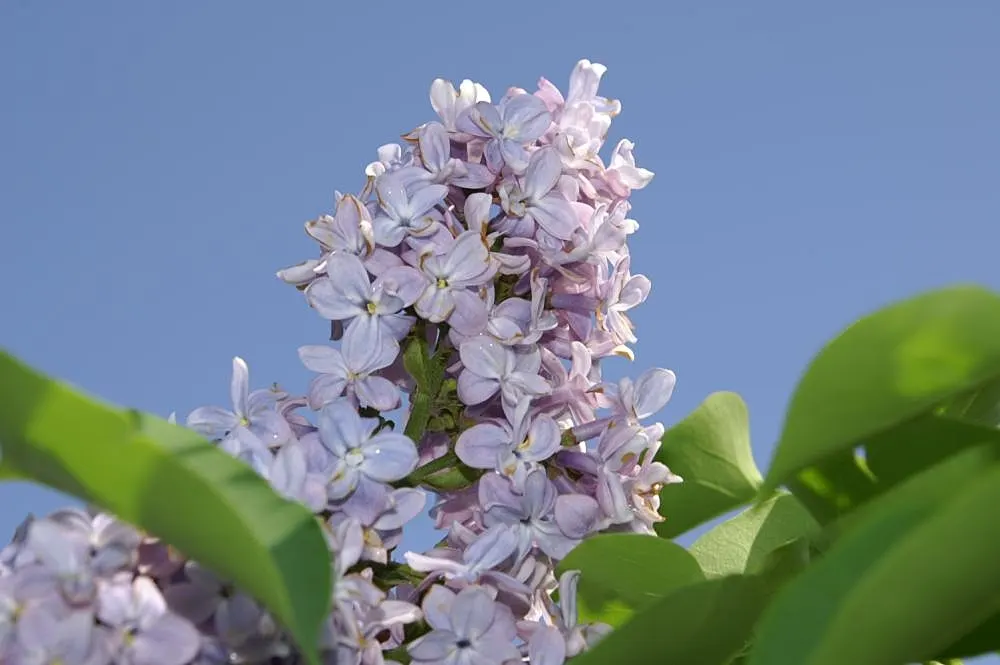 President Grevy Common Lilac (Syringa Vulgaris 'President Grevy') — it thrives in well-drained soil