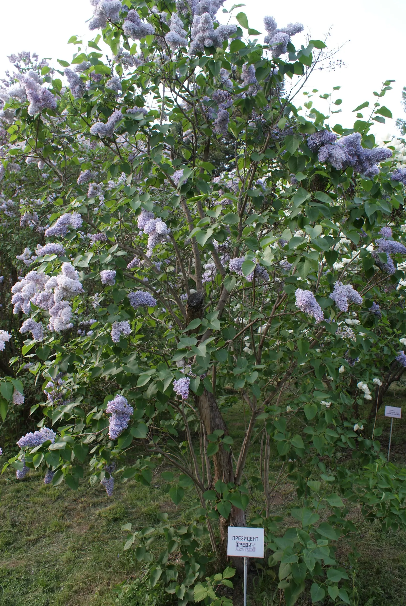 President Grevy Common Lilac (Syringa Vulgaris 'President Grevy') — fragrant double blue flowers