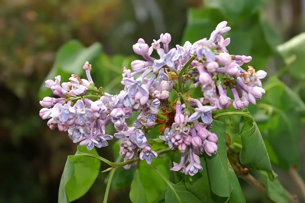 President Grevy Common Lilac (Syringa Vulgaris 'President Grevy') — and enhances any border or as a statement specimen