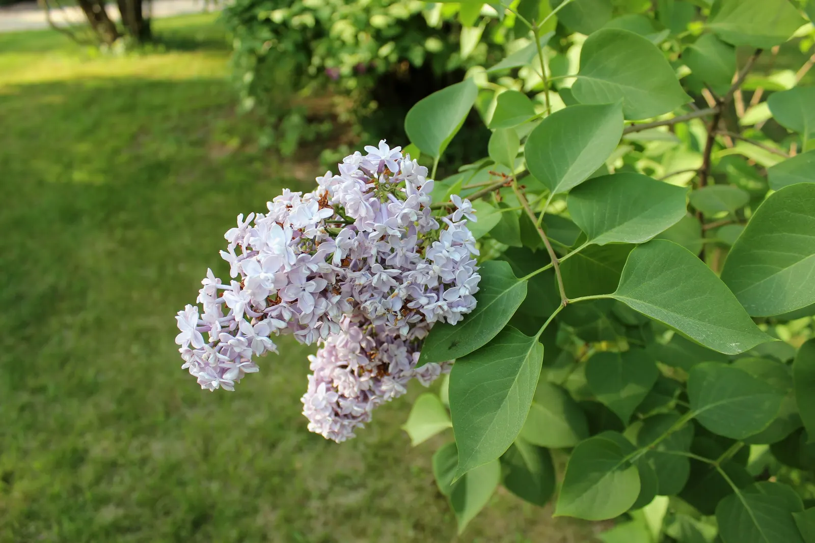 President Grevy Common Lilac (Syringa Vulgaris 'President Grevy') — is a majestic and ornamental deciduous shrub renowned for its exceptional beauty and