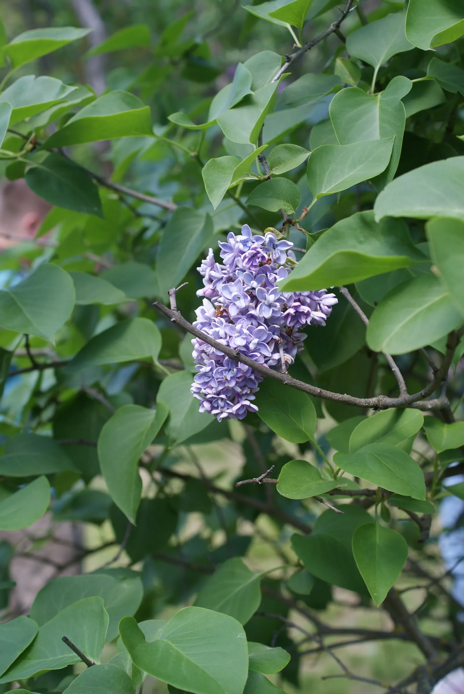 President Grevy Common Lilac (Syringa Vulgaris 'President Grevy') — This French hybrid can reach up to 12 feet in height and spread approximately 10 feet
