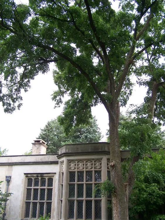 Accolade Elm (Ulmus 'Morton' Accolade&trade;) — Esteemed for its glossy, dark green foliage and excellent disease resistance, especially to Dutch elm disease