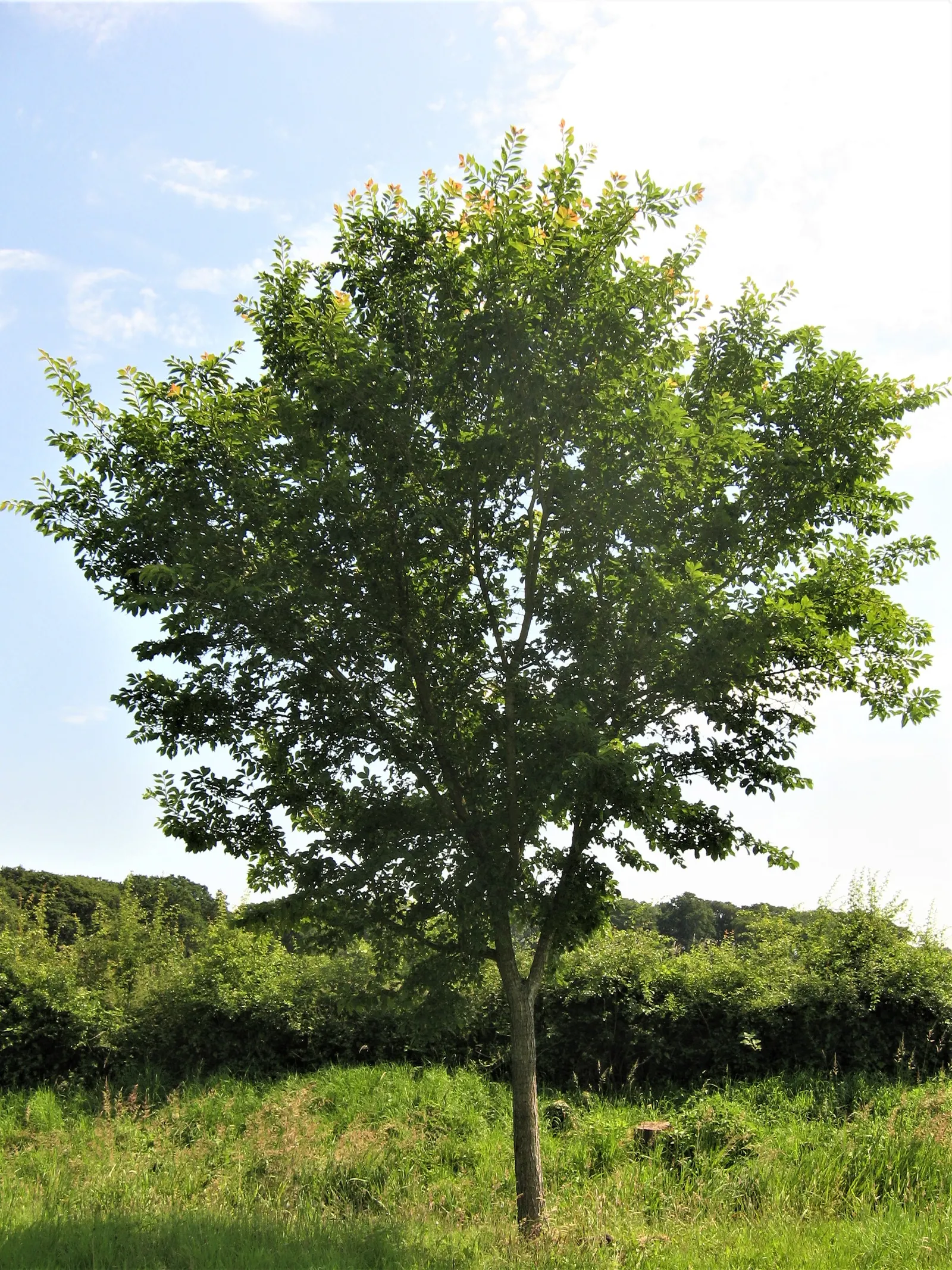 Accolade Elm (Ulmus 'Morton' Accolade&trade;) — is a majestic shade tree worthy of its place in residential and public landscapes alike