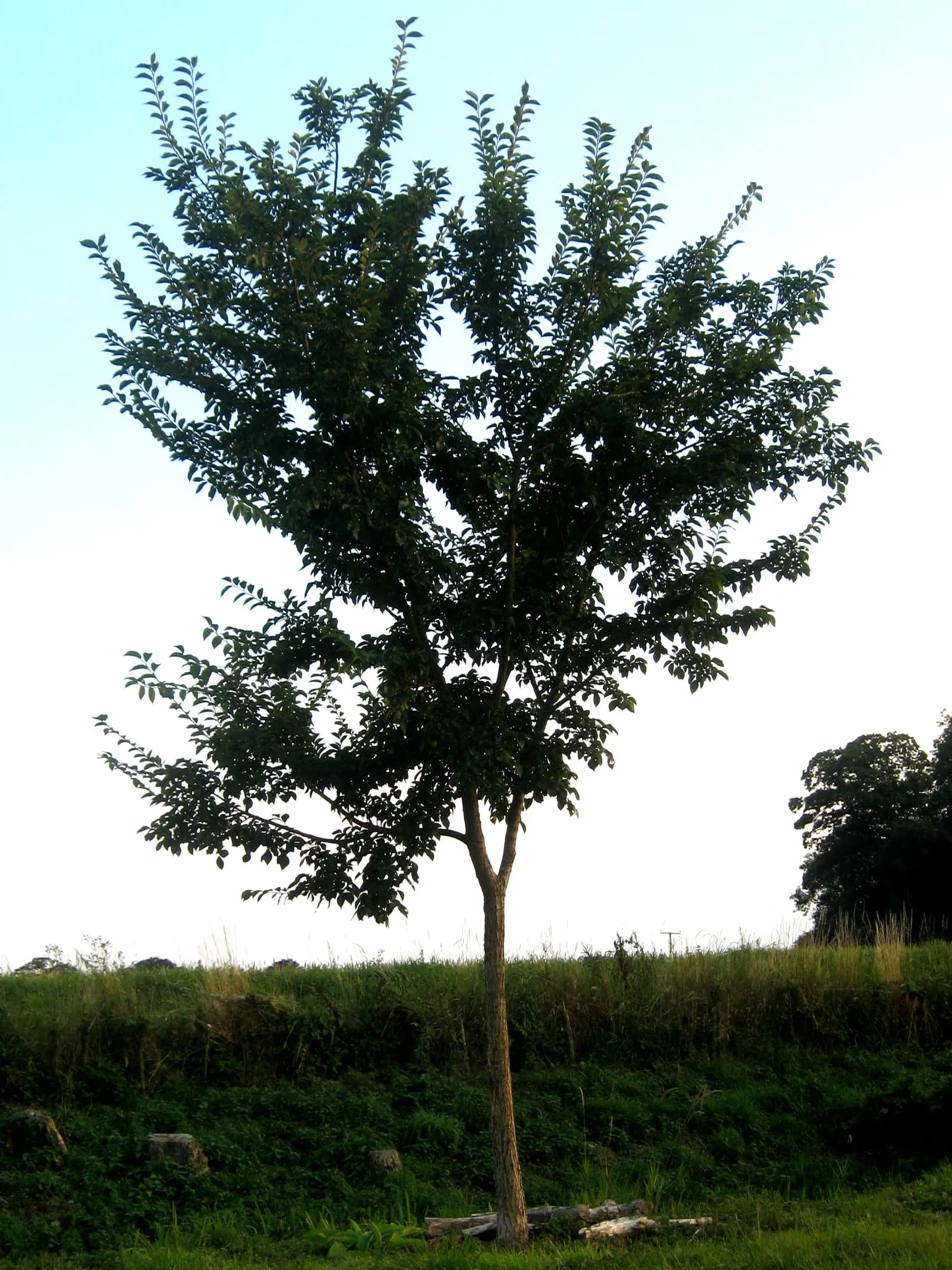 Accolade Elm (Ulmus 'Morton' Accolade&trade;) — The Accolade Elm (Ulmus 'Morton') is a hybrid with a vase-shaped crown