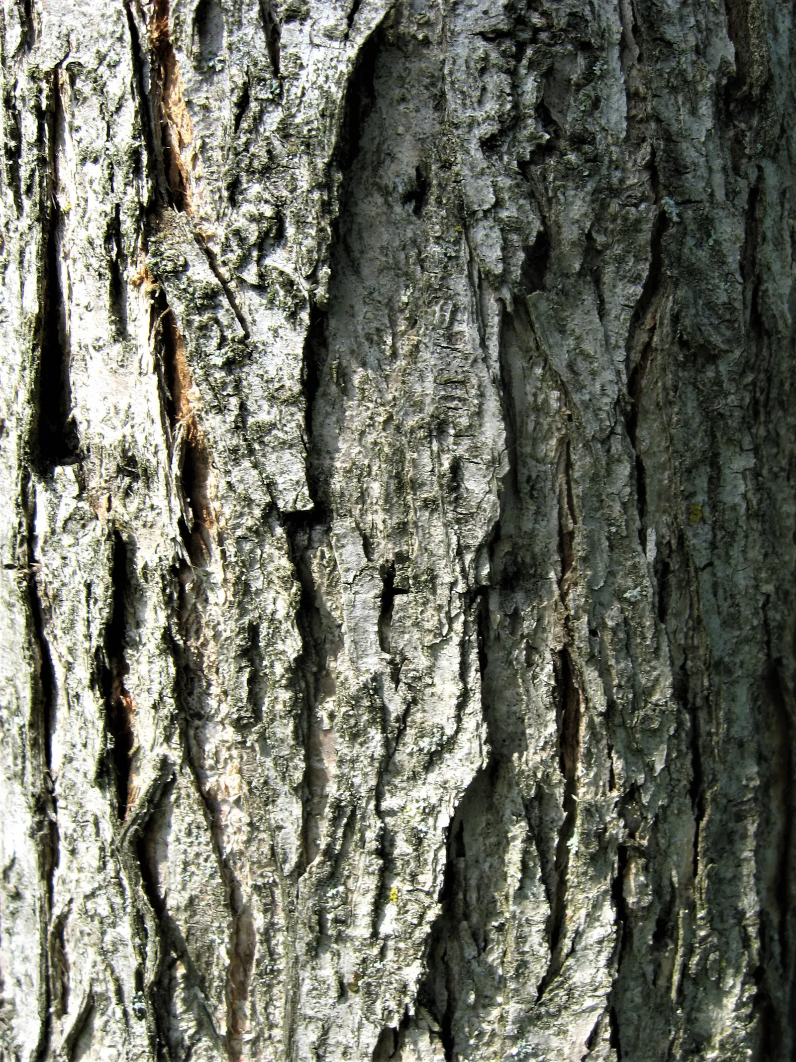 Accolade Elm (Ulmus 'Morton' Accolade&trade;) — It thrives in USDA Zones 5-8, in full sun to partial shade, and is adaptable to varied soil types