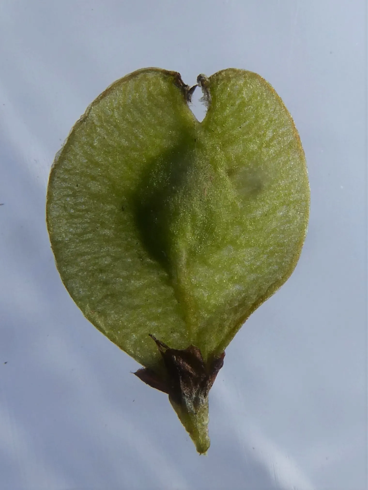 Accolade Elm (Ulmus 'Morton' Accolade&trade;) — reaching up to 60 feet tall and 40 feet wide