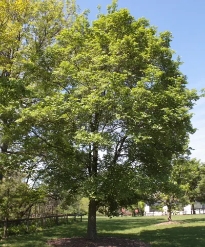 Accolade Elm (Ulmus 'Morton' Accolade&trade;) — Fall brings a splendid display of yellow hues, adding seasonal interest to landscapes