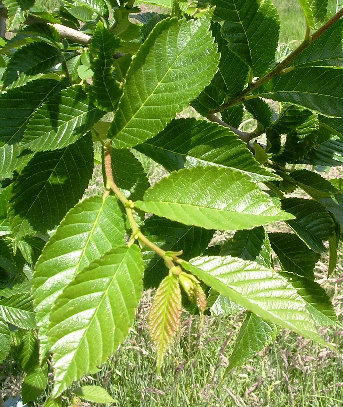 Accolade Elm (Ulmus 'Morton' Accolade&trade;) — Mature specimens reach impressive heights of 60 to 70 feet with a generous canopy spread of 40 to 50 feet
