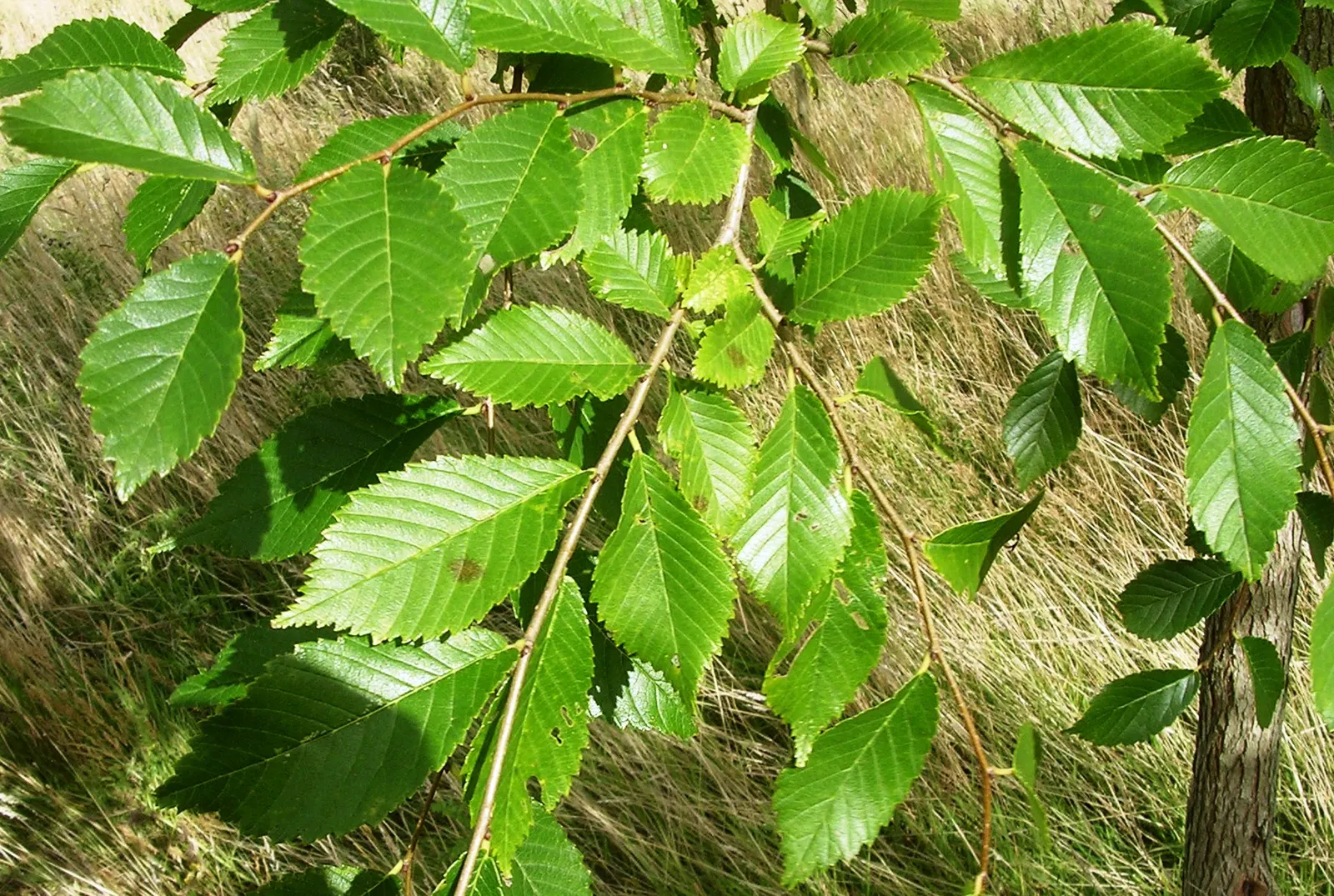 Accolade Elm (Ulmus 'Morton' Accolade&trade;) — such as Dutch elm disease