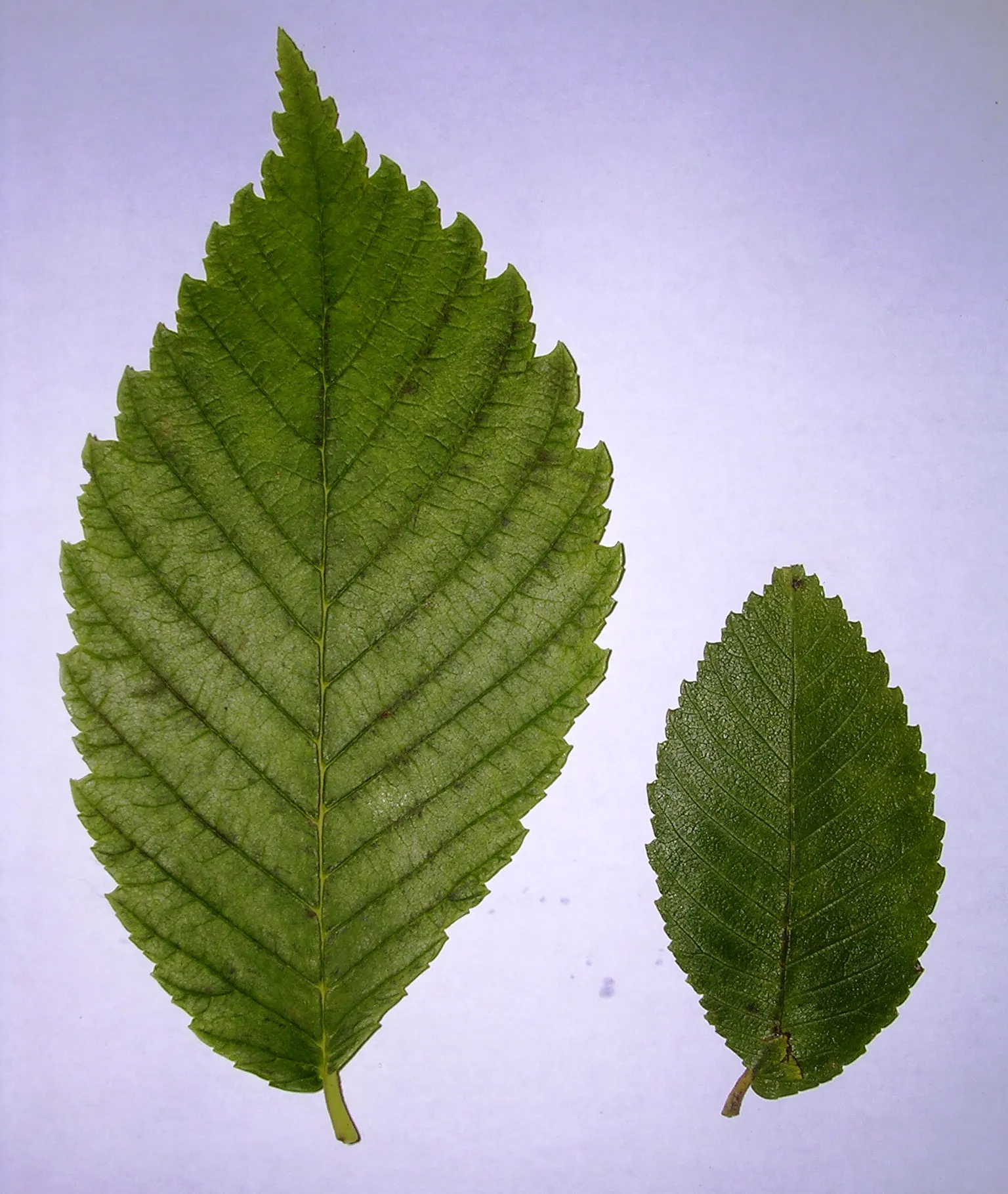 Accolade Elm (Ulmus 'Morton' Accolade&trade;) — botanical name Ulmus 'Morton' Accolade&trade