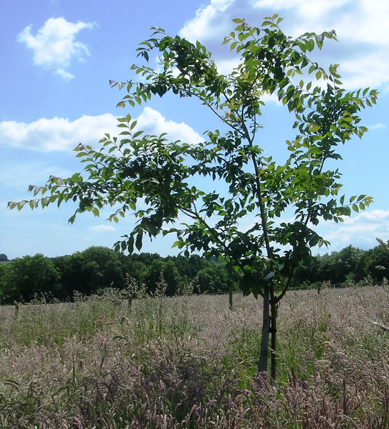 Accolade Elm (Ulmus 'Morton' Accolade&trade;) — which can grow up to 6 inches long and are resistant to debilitating elm diseases
