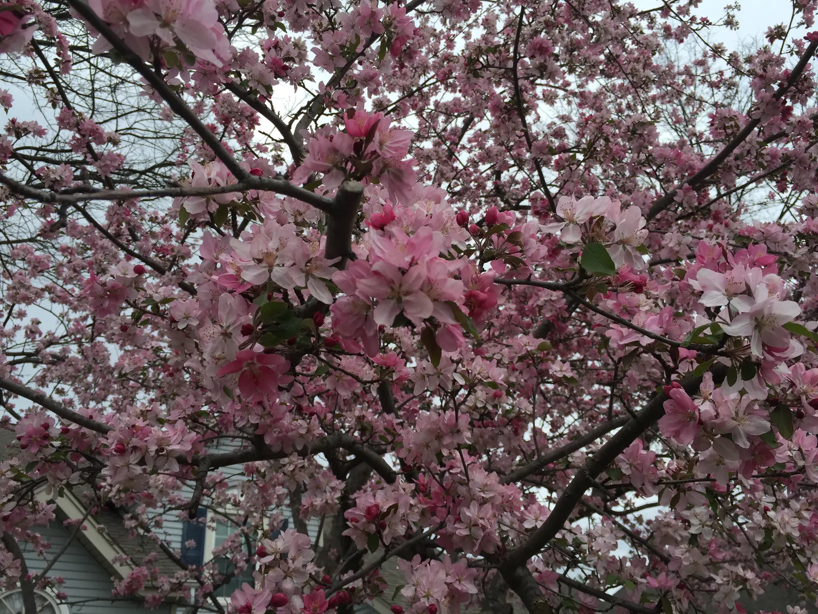 Ornamental Crabapple (Malus Spp.) — Ornamental Crabapple (Malus spp.) is a captivating spring-blooming tree
