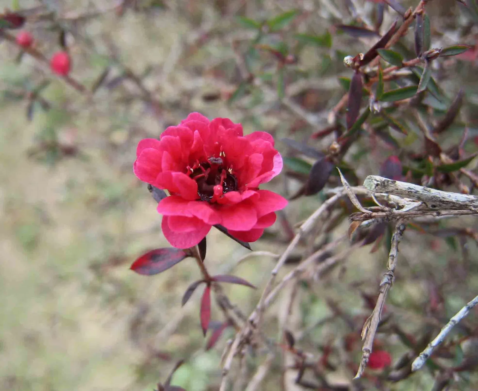 Ruby Glow Manuka Tea Tree (Leptospermum Scoparium 'Ruby Glow') — crimson flowers in late spring