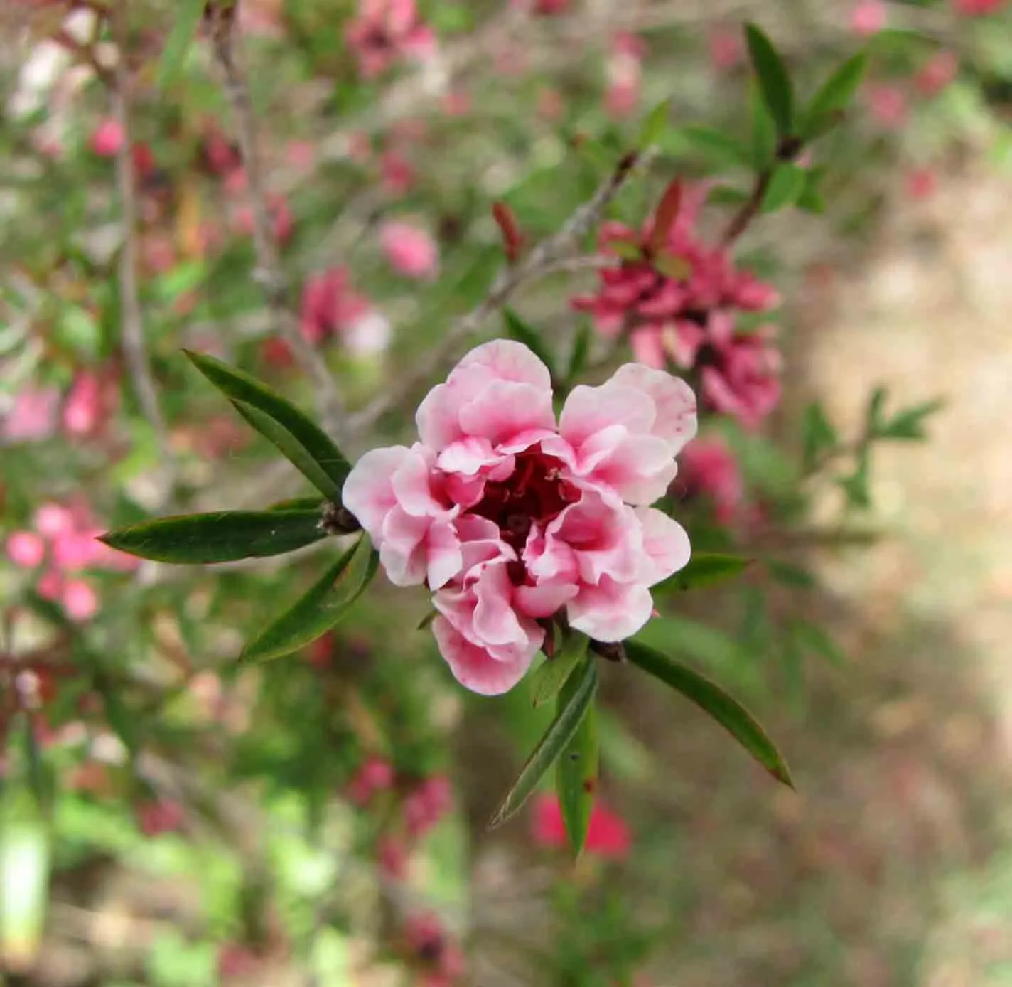 Ruby Glow Manuka Tea Tree (Leptospermum Scoparium 'Ruby Glow') — enchants with deep burgundy foliage and prolific