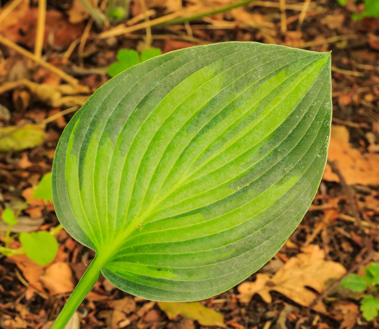 June Hosta (Hosta 'June') — Hosta 'June' is a vibrant perennial with striking foliage, perfect for shady spots; low-maintenance ground cover