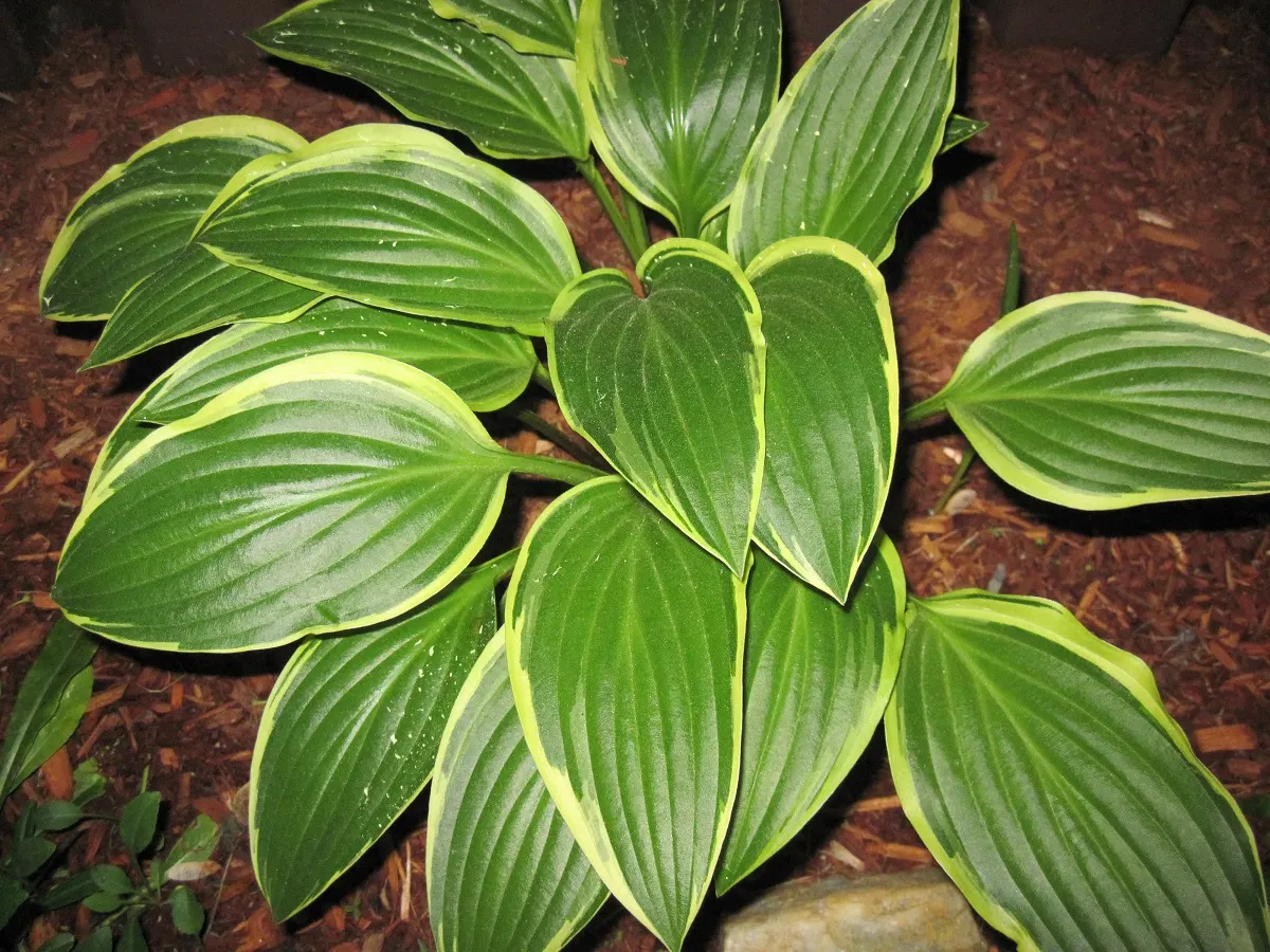 June Hosta (Hosta 'June') — and while they are modest in size