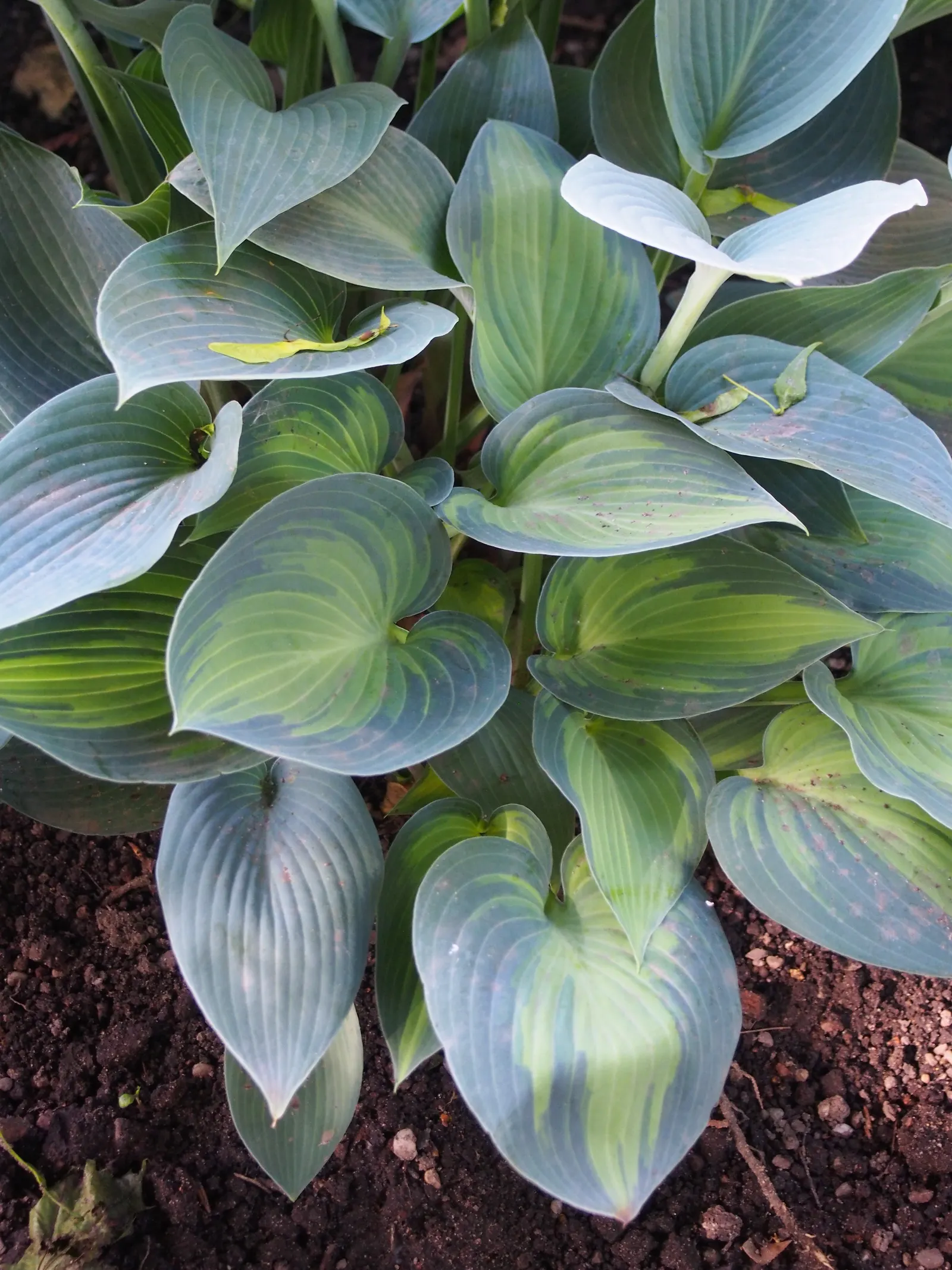 June Hosta (Hosta 'June') — often with irregular blue-green margins