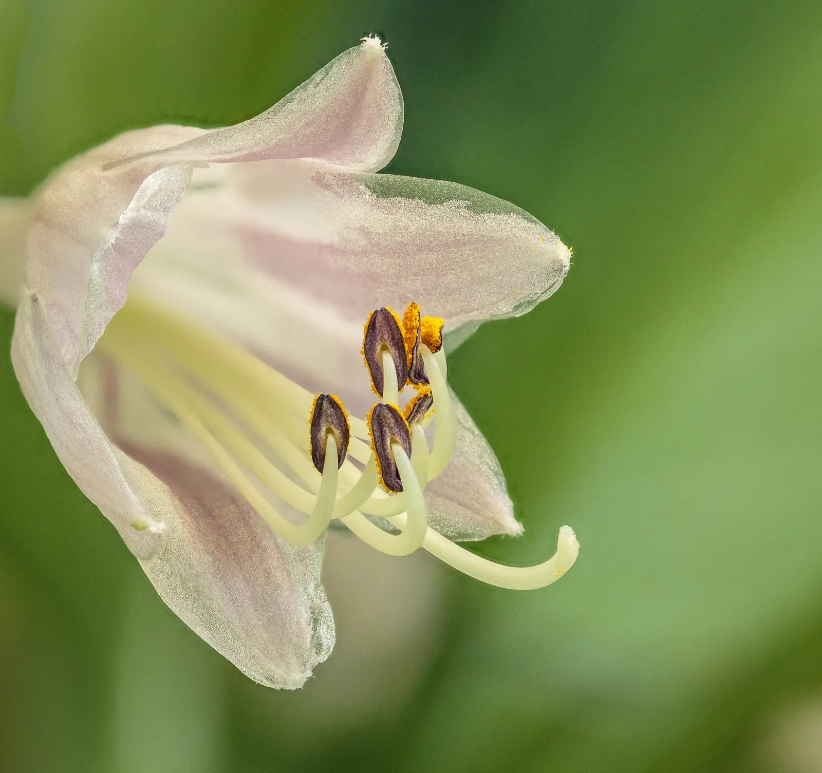 June Hosta (Hosta 'June') — they add a layer of vertical interest and attract pollinators like bees.<br><br>For optimal growth; perennial with, image 60