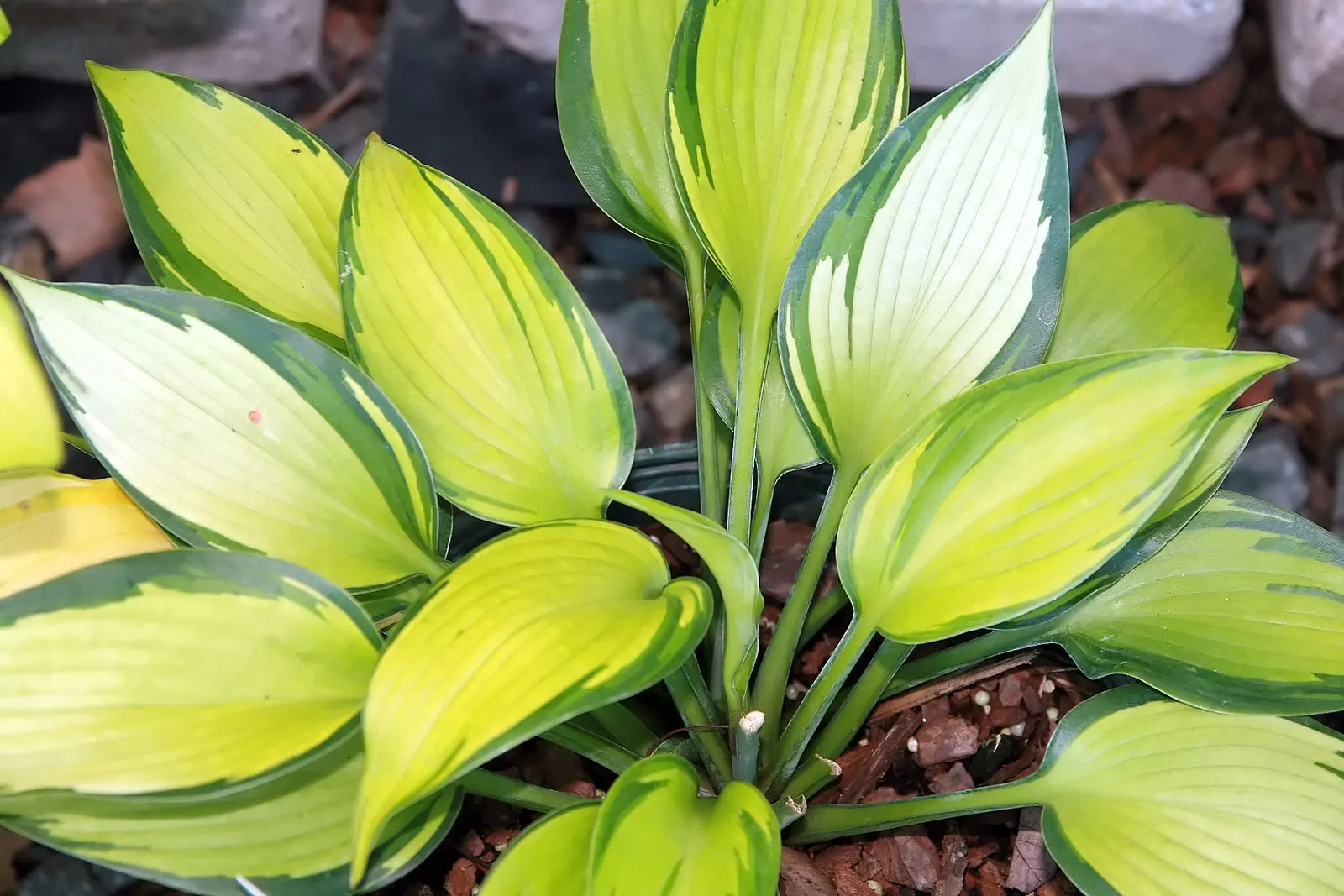 June Hosta (Hosta 'June') — perennial with lavender blooms; often with irregular blue-green margins