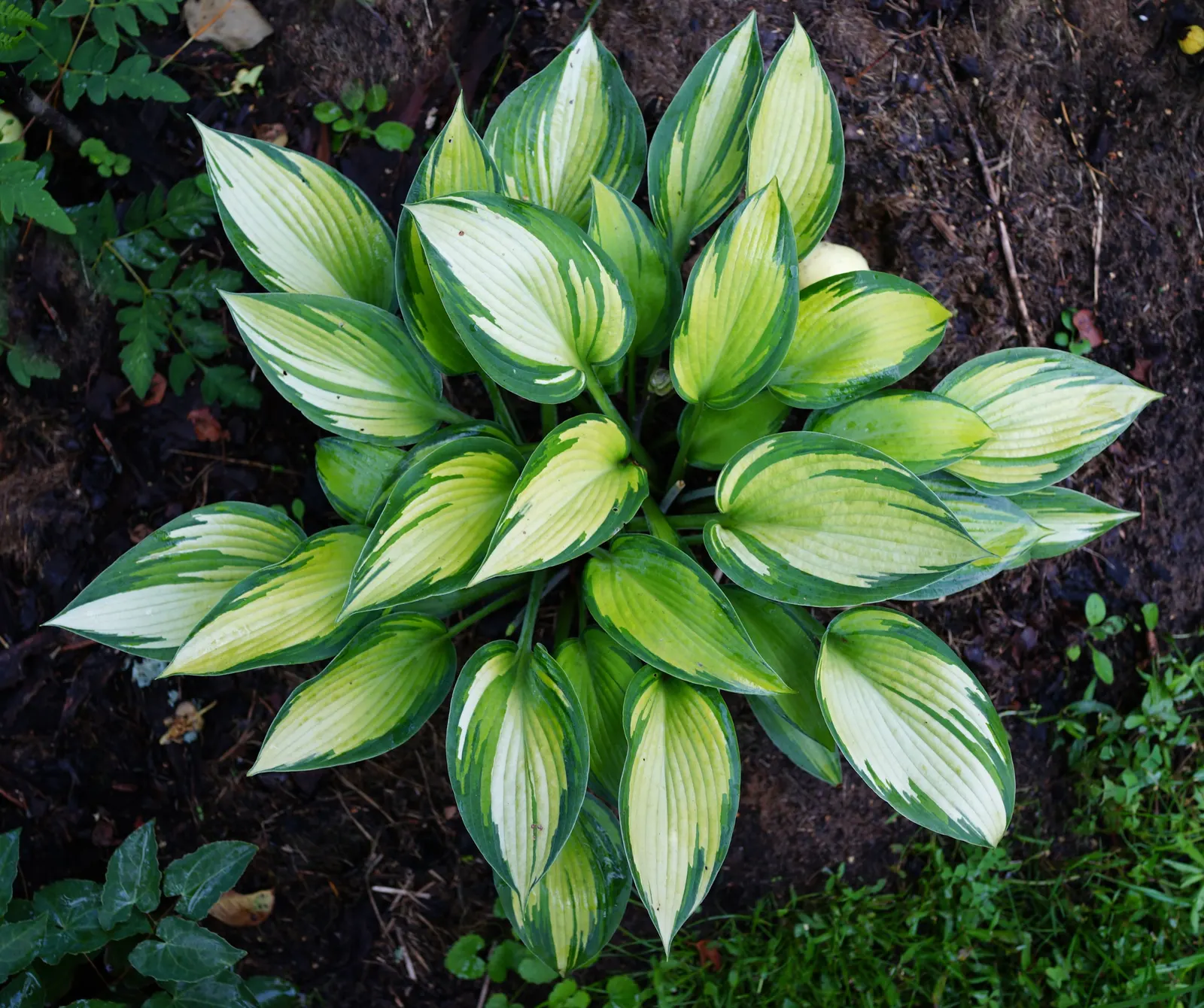 June Hosta (Hosta 'June') — Its leaves boast a blue-green hue with creamy-yellow centers; it's important to note that the June Hosta thrives in USDA Hardiness