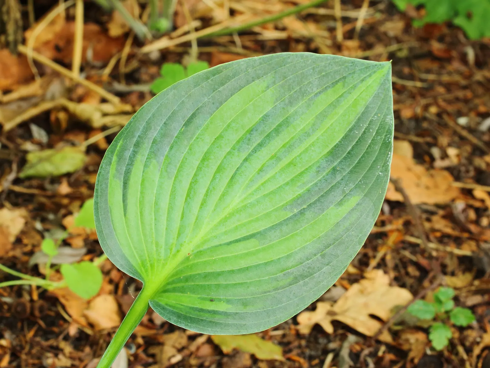 June Hosta (Hosta 'June') — Hosta 'June' is a vibrant perennial with striking foliage, perfect for shady spots; low-maintenance ground cover, image 45