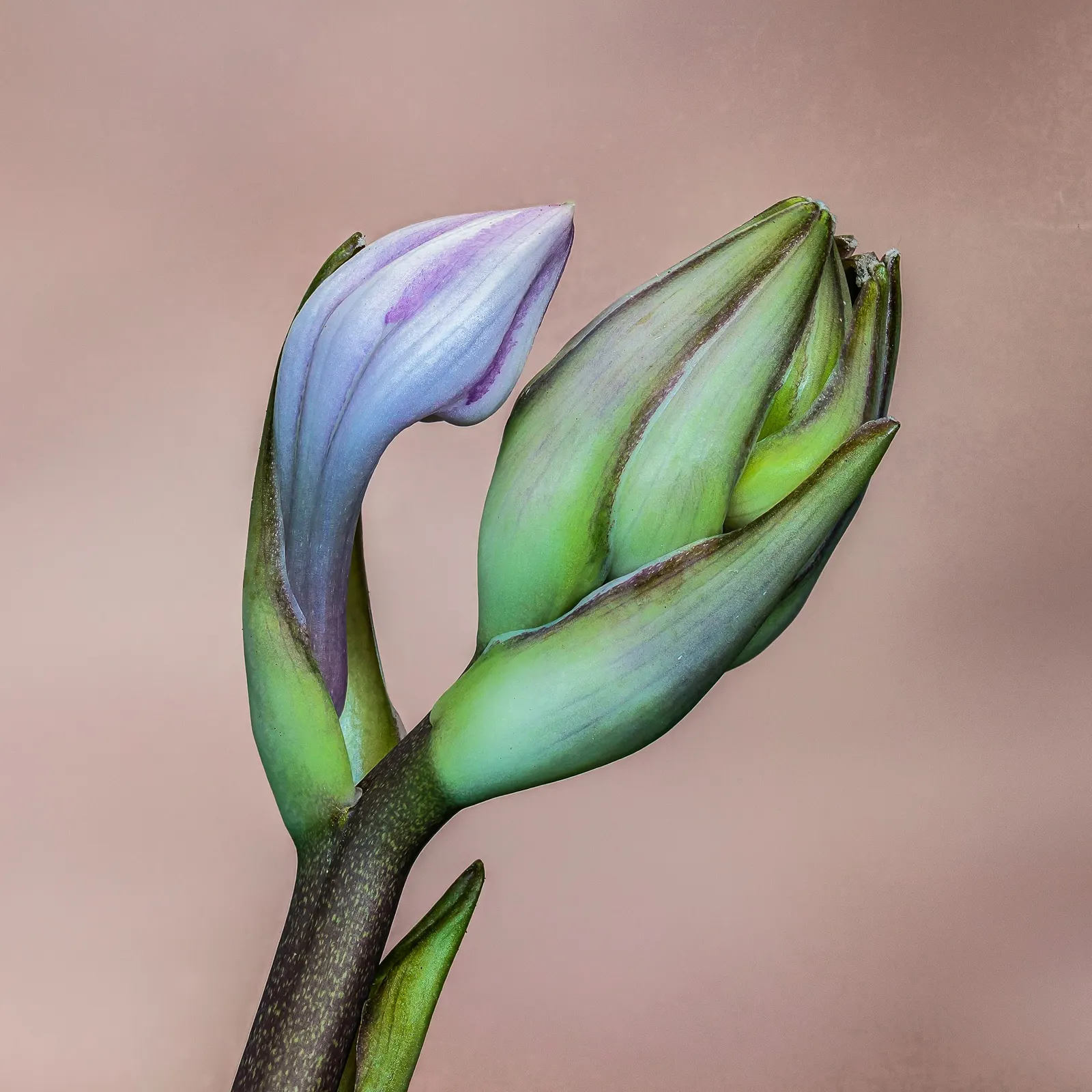 June Hosta (Hosta 'June') — Its leaves boast a blue-green hue with creamy-yellow centers; it's important to note that the June Hosta thrives in, image 68