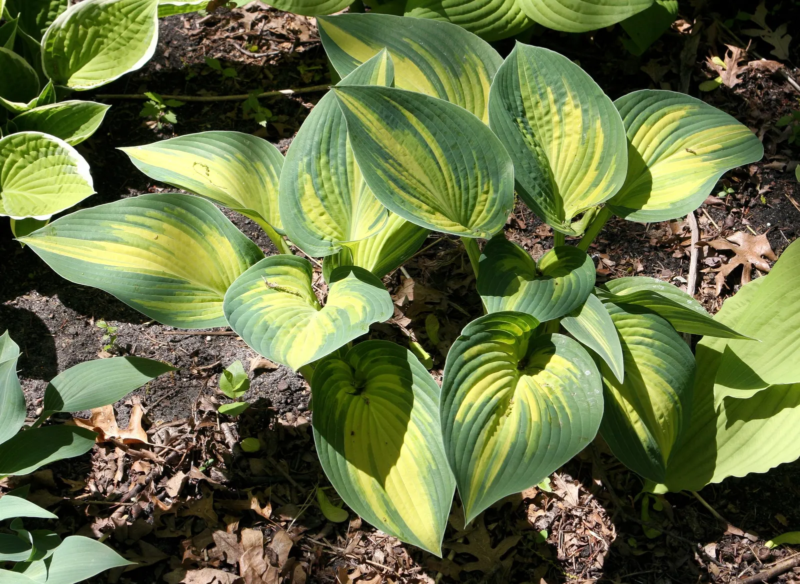 June Hosta (Hosta 'June') — it's important to note that the June Hosta thrives in USDA Hardiness Zones 3 to 8