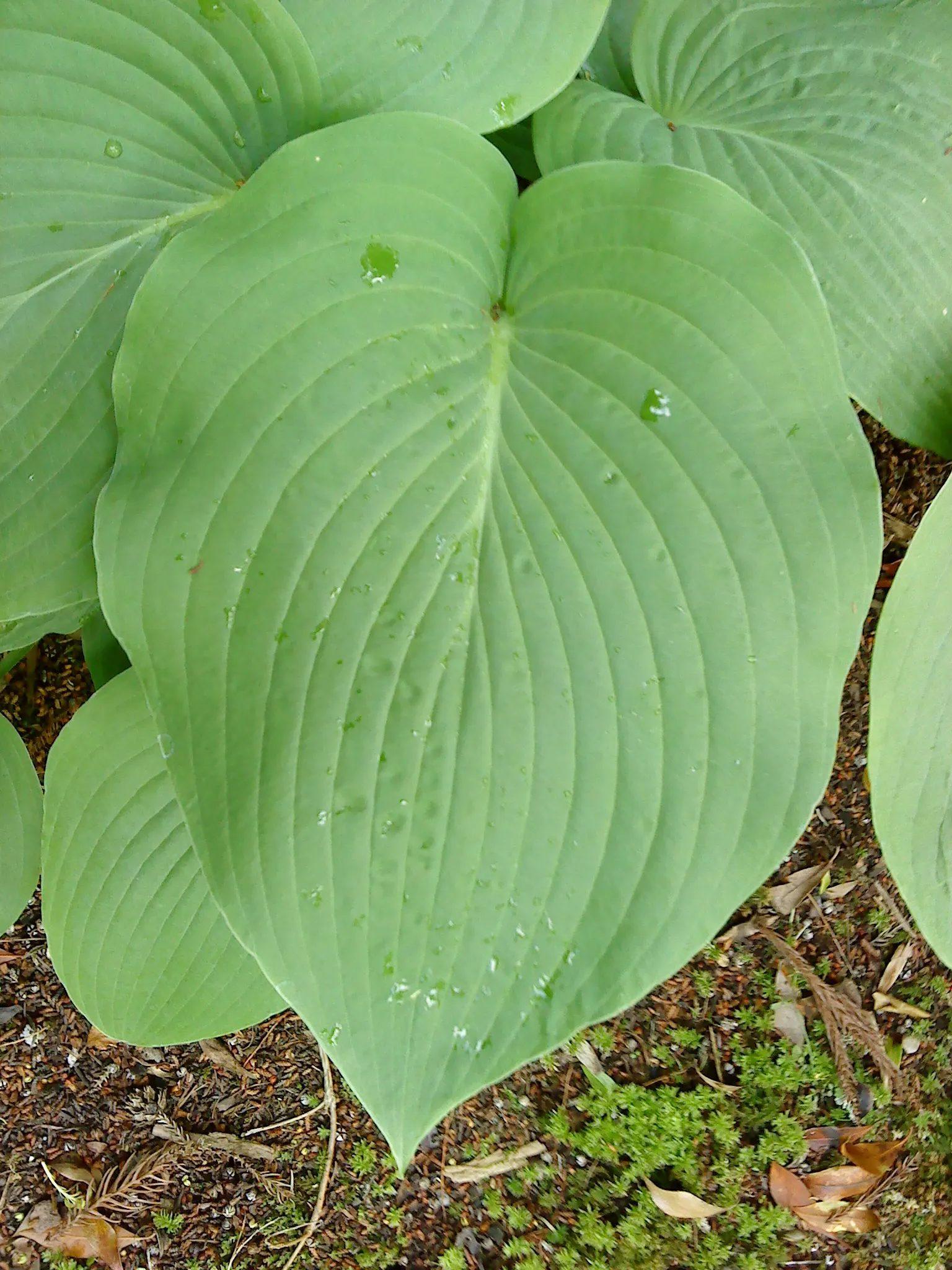June Hosta (Hosta 'June') — Hosta 'June' is a vibrant perennial with striking foliage, perfect for shady spots; low-maintenance ground cover, image 67