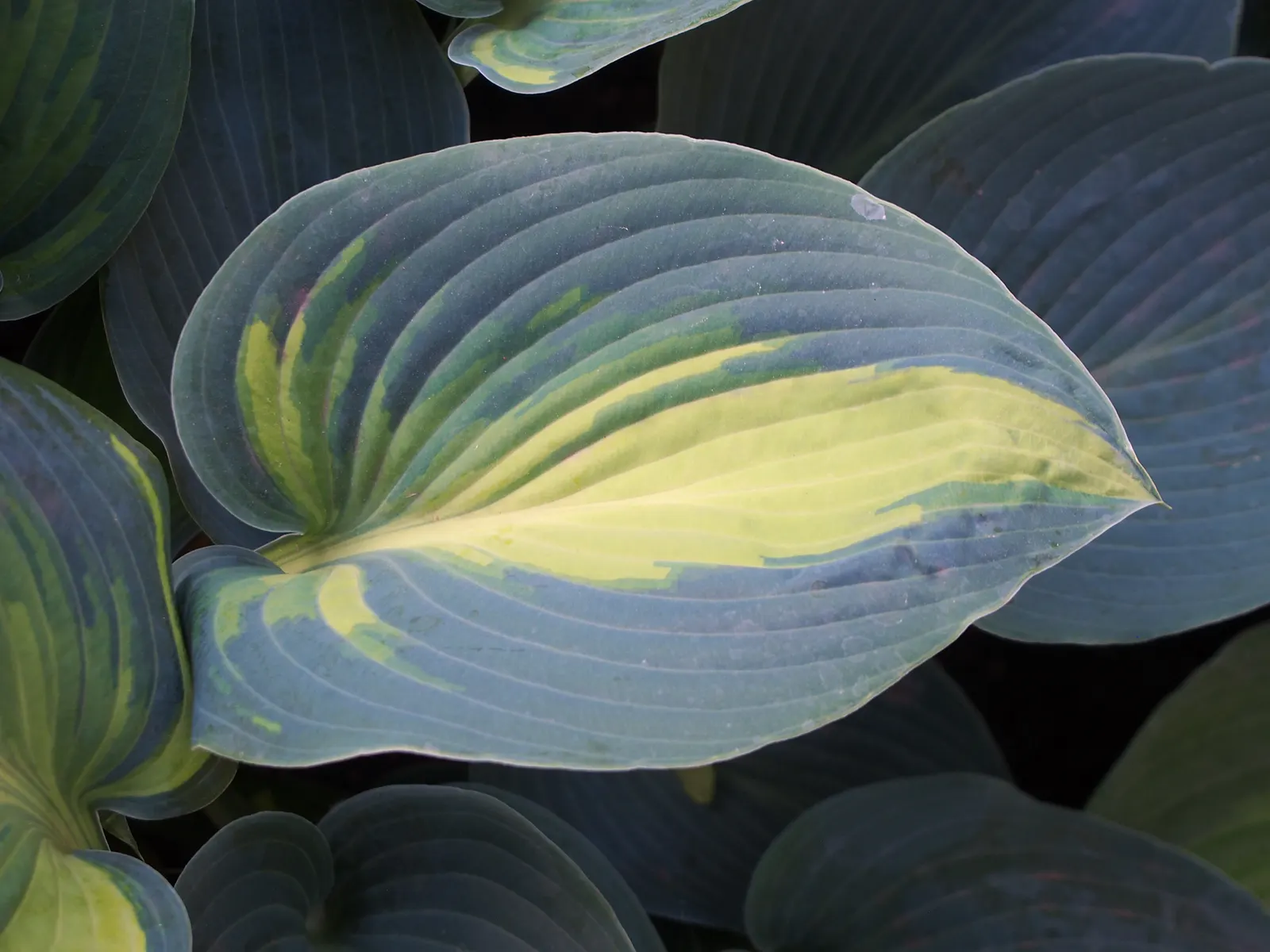 June Hosta (Hosta 'June') — Maturing at about 16 inches tall and spreading up to 37 inches wide; it's an excellent choice for mixed borders, image 47
