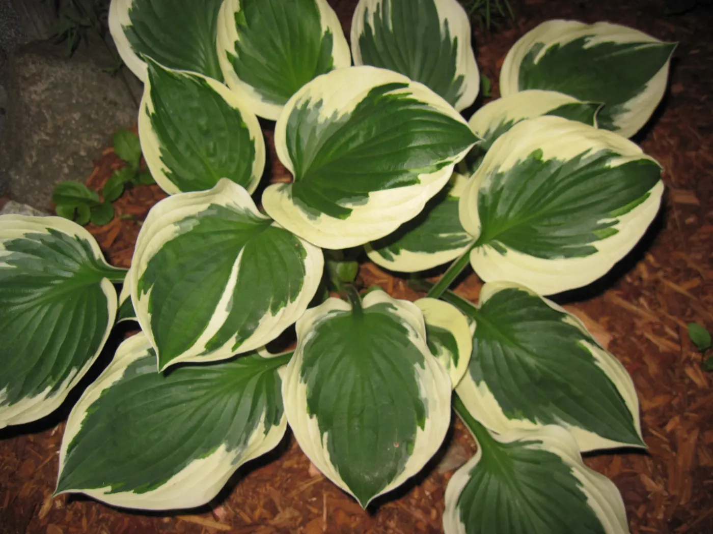 June Hosta (Hosta 'June') — making it a staple in shade gardens