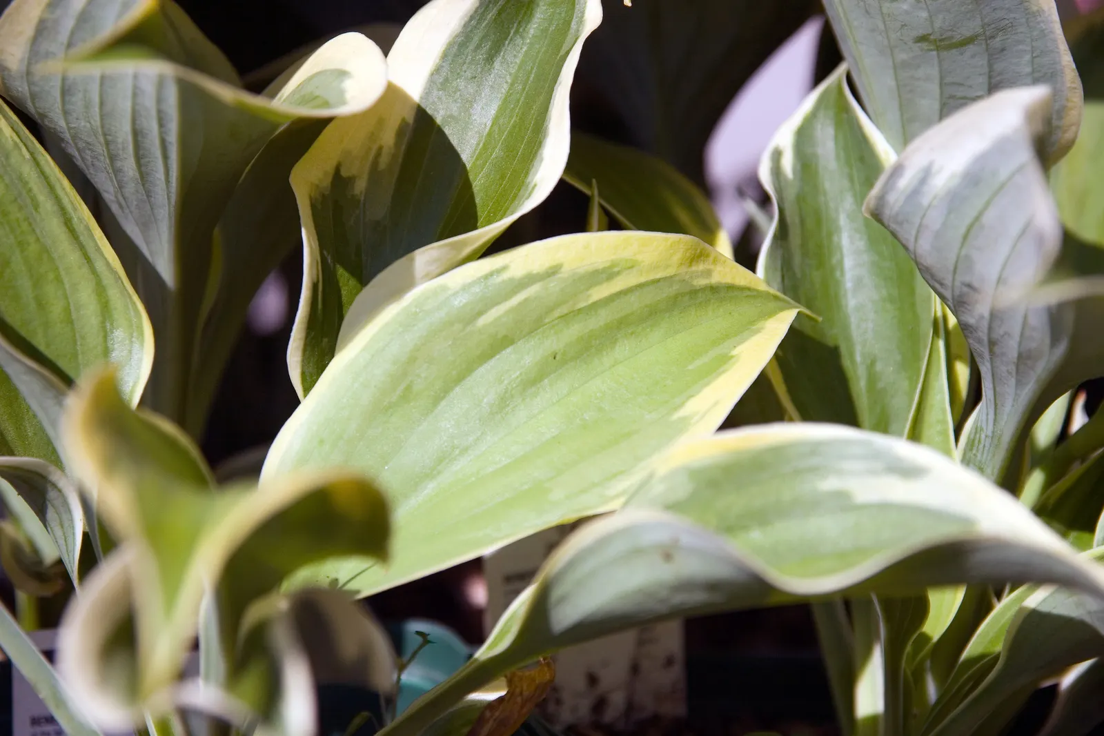 June Hosta (Hosta 'June') — or as an understory plant in larger landscape compositions; lavender flowers in the garden