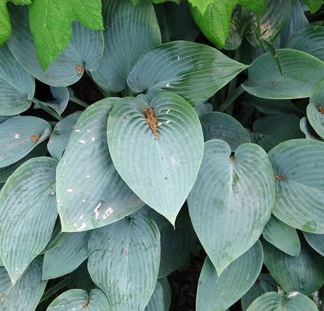 June Hosta (Hosta 'June') — low-maintenance ground cover; maturing at about 16 inches tall and spreading up to 37 inches wide
