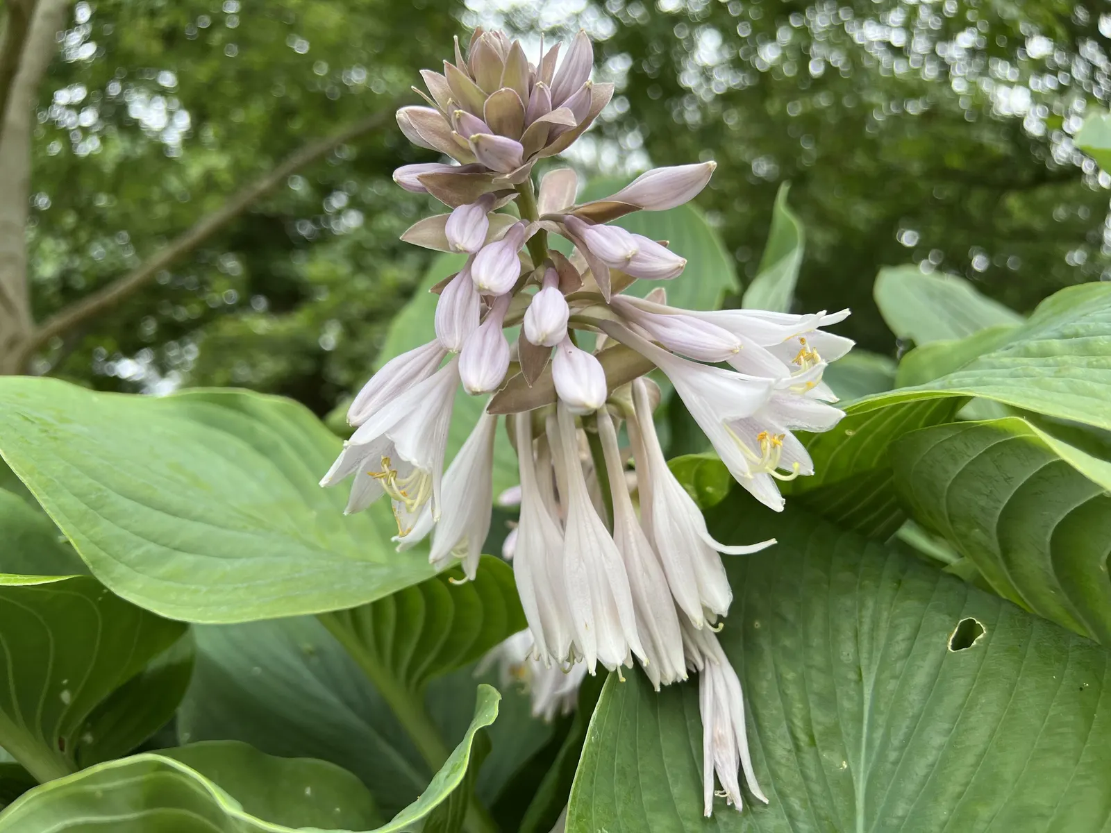 June Hosta (Hosta 'June') — June Hosta thrives in zones 3-9, preferring moist, well-drained soil