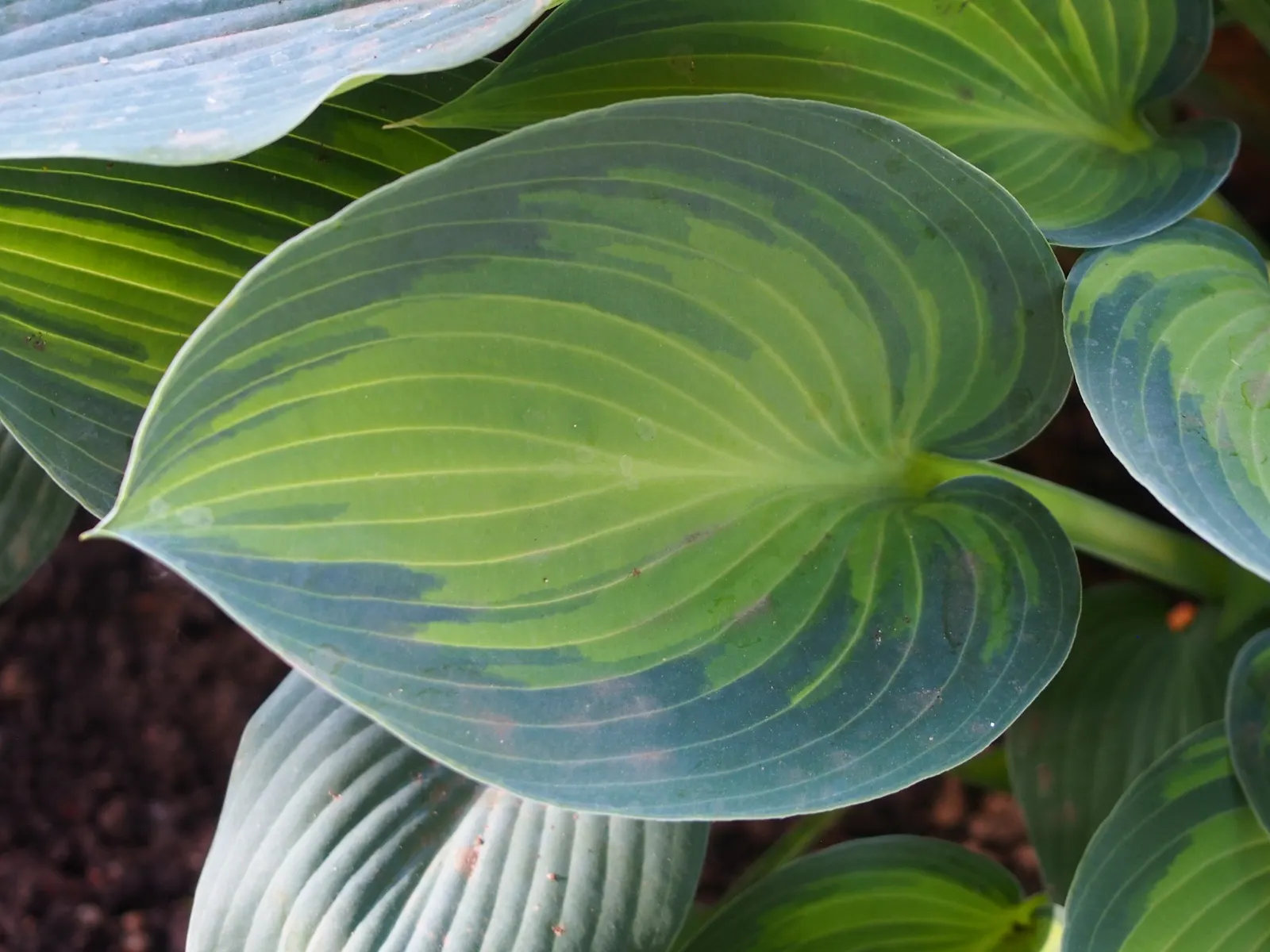 June Hosta (Hosta 'June') — Maturing at about 16 inches tall and spreading up to 37 inches wide