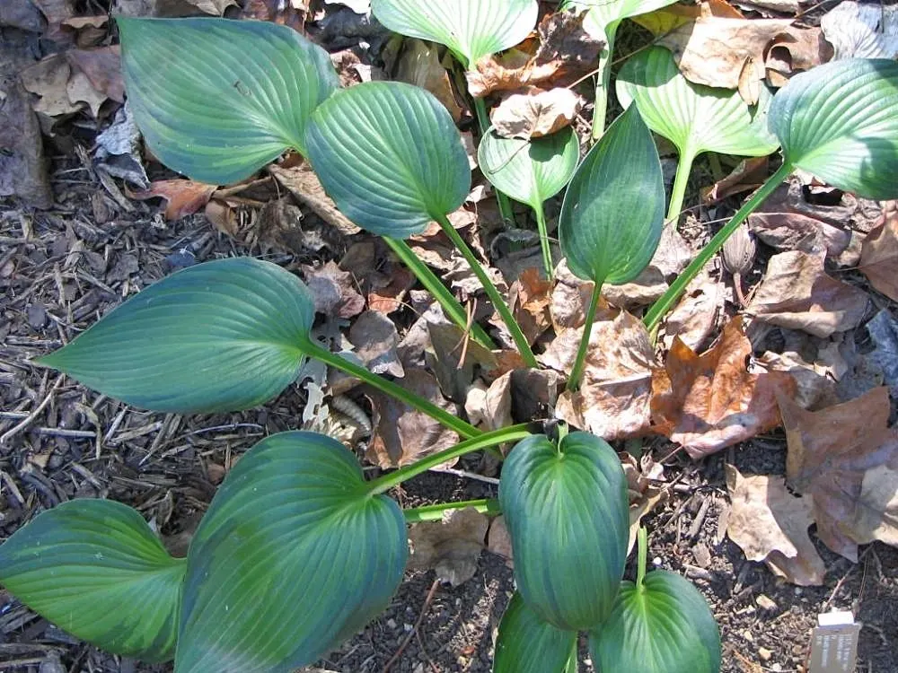 June Hosta (Hosta 'June') — and while they are modest in size; these lavender blooms rise on stalks up to 20 inches tall, image 59