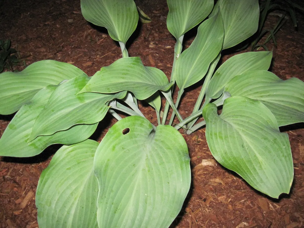 June Hosta (Hosta 'June') — Lavender flowers on 20-inch scapes bloom in summer, adding vertical interest to the design; hosta 'June' prefers partial to full