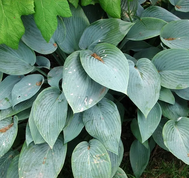 June Hosta (Hosta 'June') — Hosta 'June' prefers partial to full shade and well-drained soil with consistent moisture; lavender flowers on 20-inch scapes bloom
