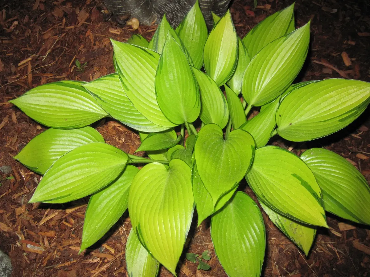 June Hosta (Hosta 'June') — making it a staple in shade gardens; they add a layer of vertical interest and attract pollinators like bees.<br><br>For optimal