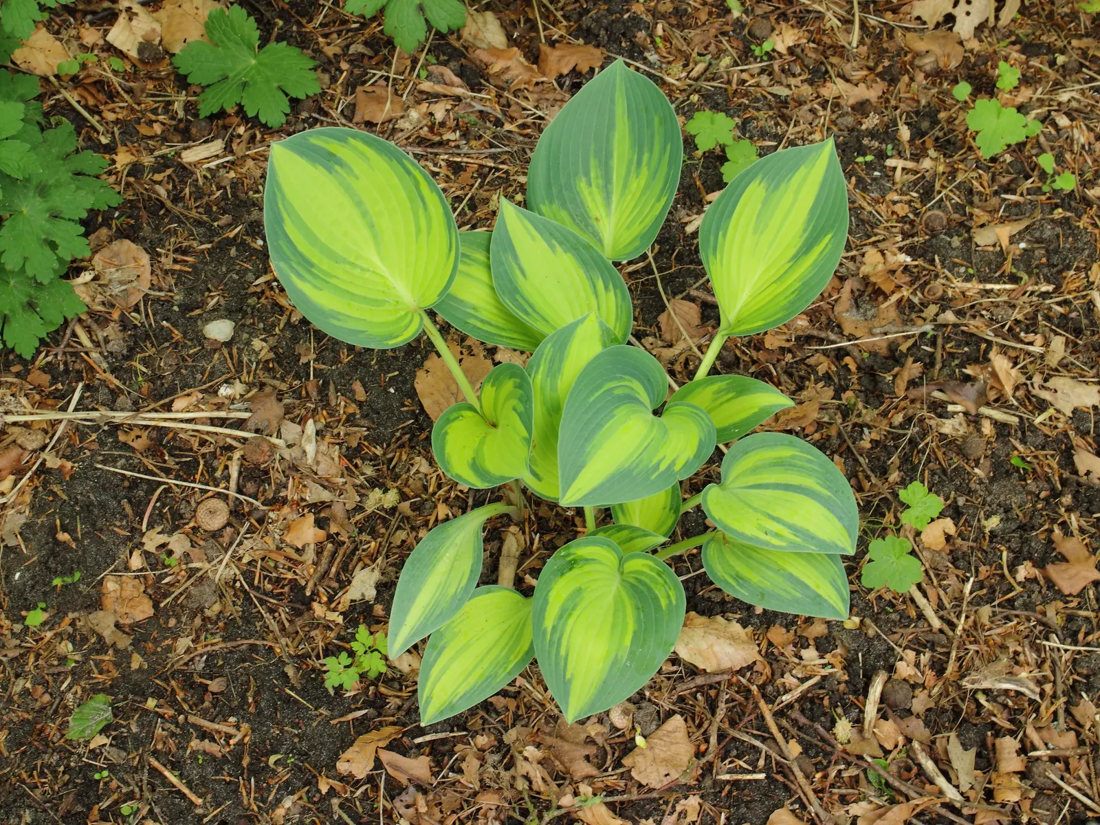 June Hosta (Hosta 'June') — Hosta 'June' is a vibrant perennial with striking foliage, perfect for shady spots