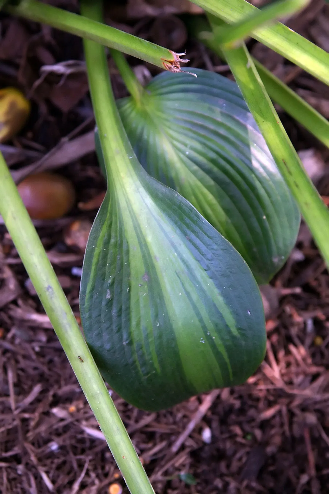 June Hosta (Hosta 'June') — perennial with lavender blooms