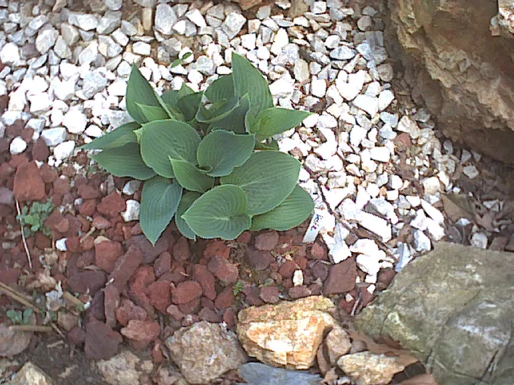 June Hosta (Hosta 'June') — Maturing at about 16 inches tall and spreading up to 37 inches wide; it's an excellent choice for mixed borders, image 69