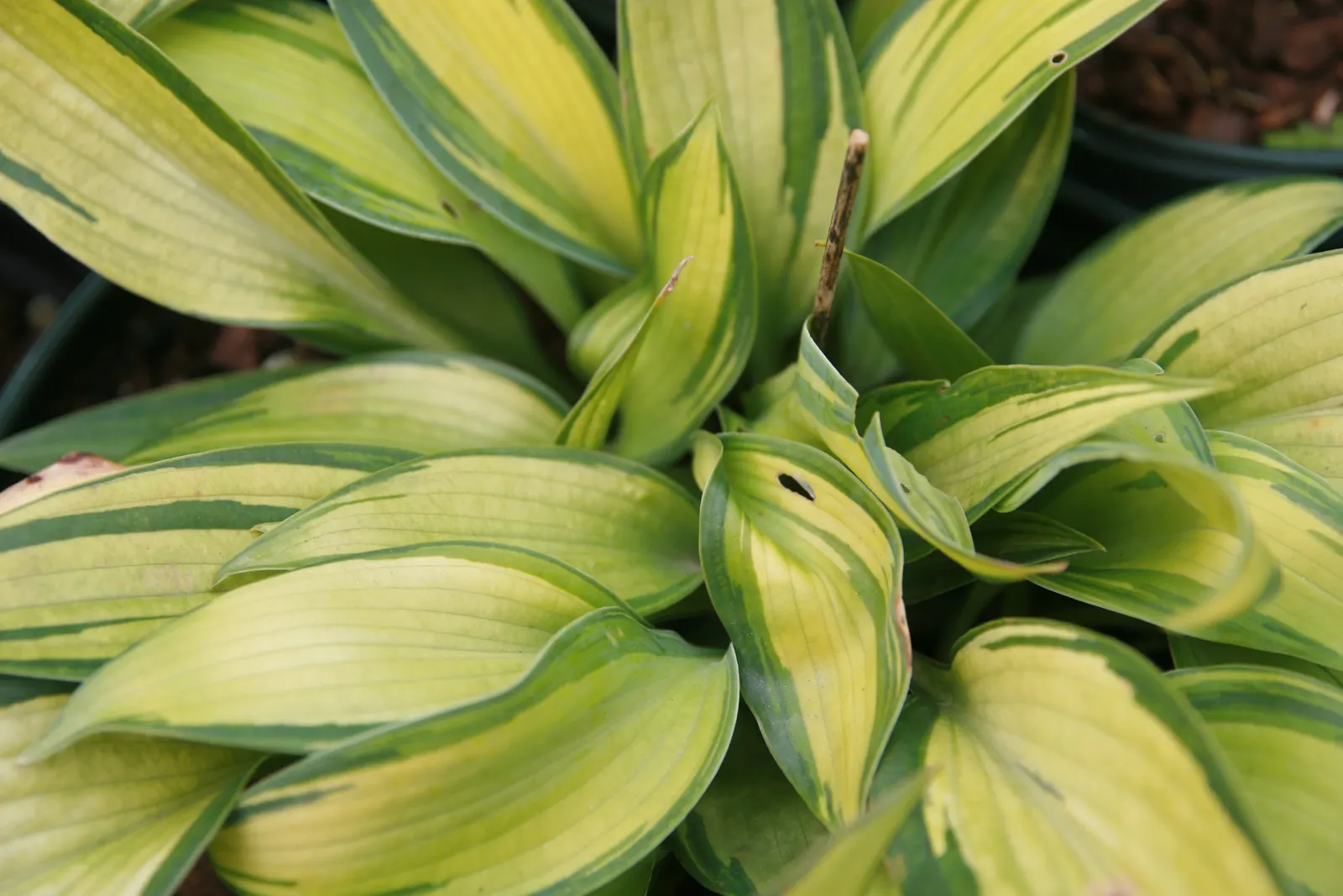 June Hosta (Hosta 'June') — The leaves themselves span 6 inches long, presenting a slightly corrugated texture and an ovate shape; perennial for half or shade