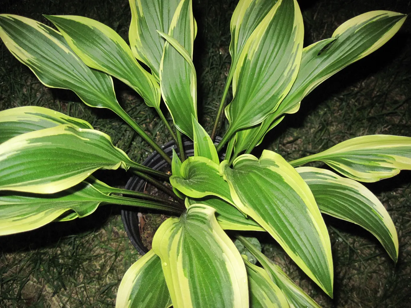June Hosta (Hosta 'June') — lavender flowers in the garden; june Hosta thrives in zones 3-9, preferring moist, well-drained soil