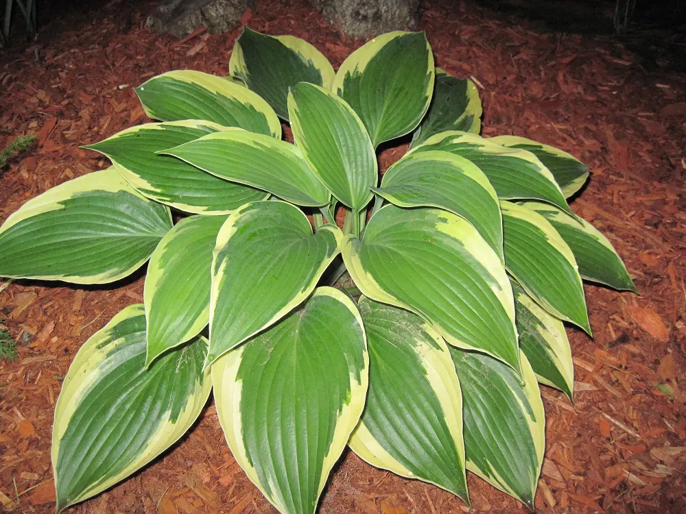 June Hosta (Hosta 'June') — perennial for half or shade