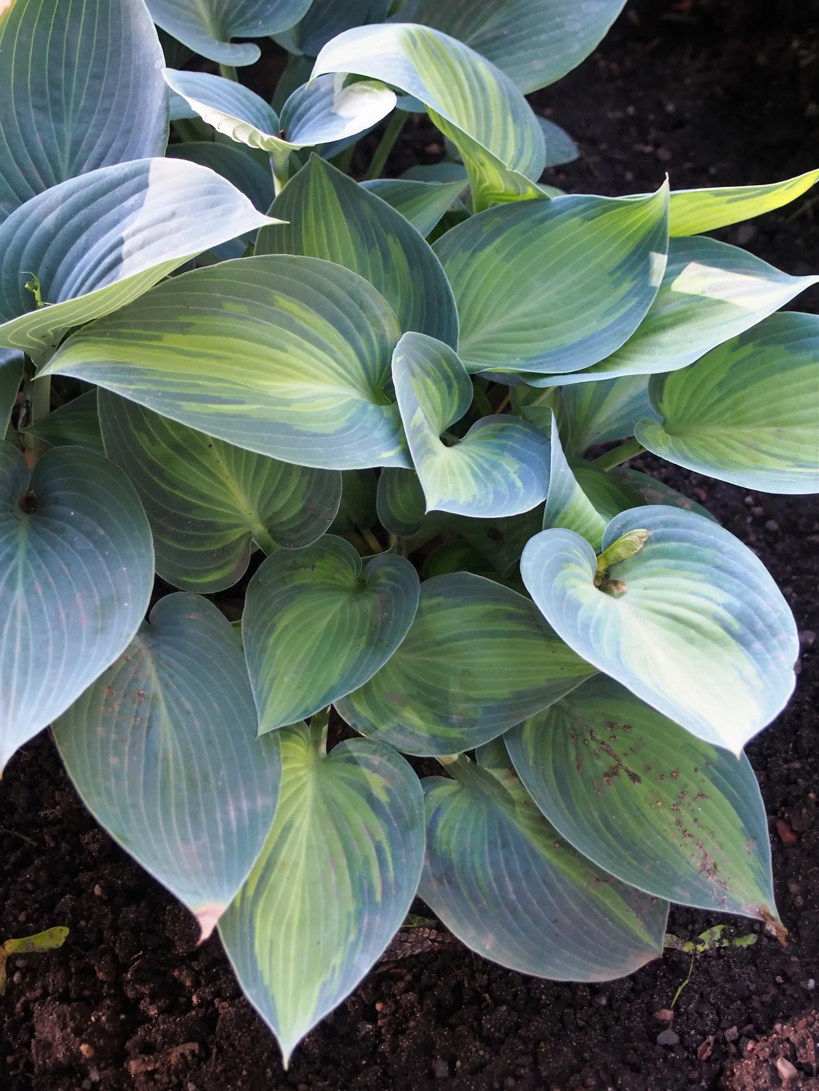 June Hosta (Hosta 'June') — Hosta 'June' prefers partial to full shade and well-drained soil with consistent moisture