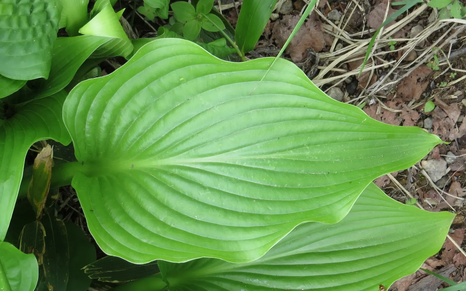 June Hosta (Hosta 'June') — June Hosta thrives in zones 3-9, preferring moist, well-drained soil; when composing a landscape design, image 49